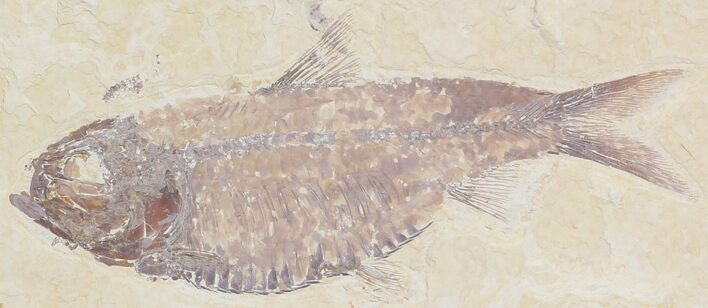 Knightia Alta Fossil Fish #32727